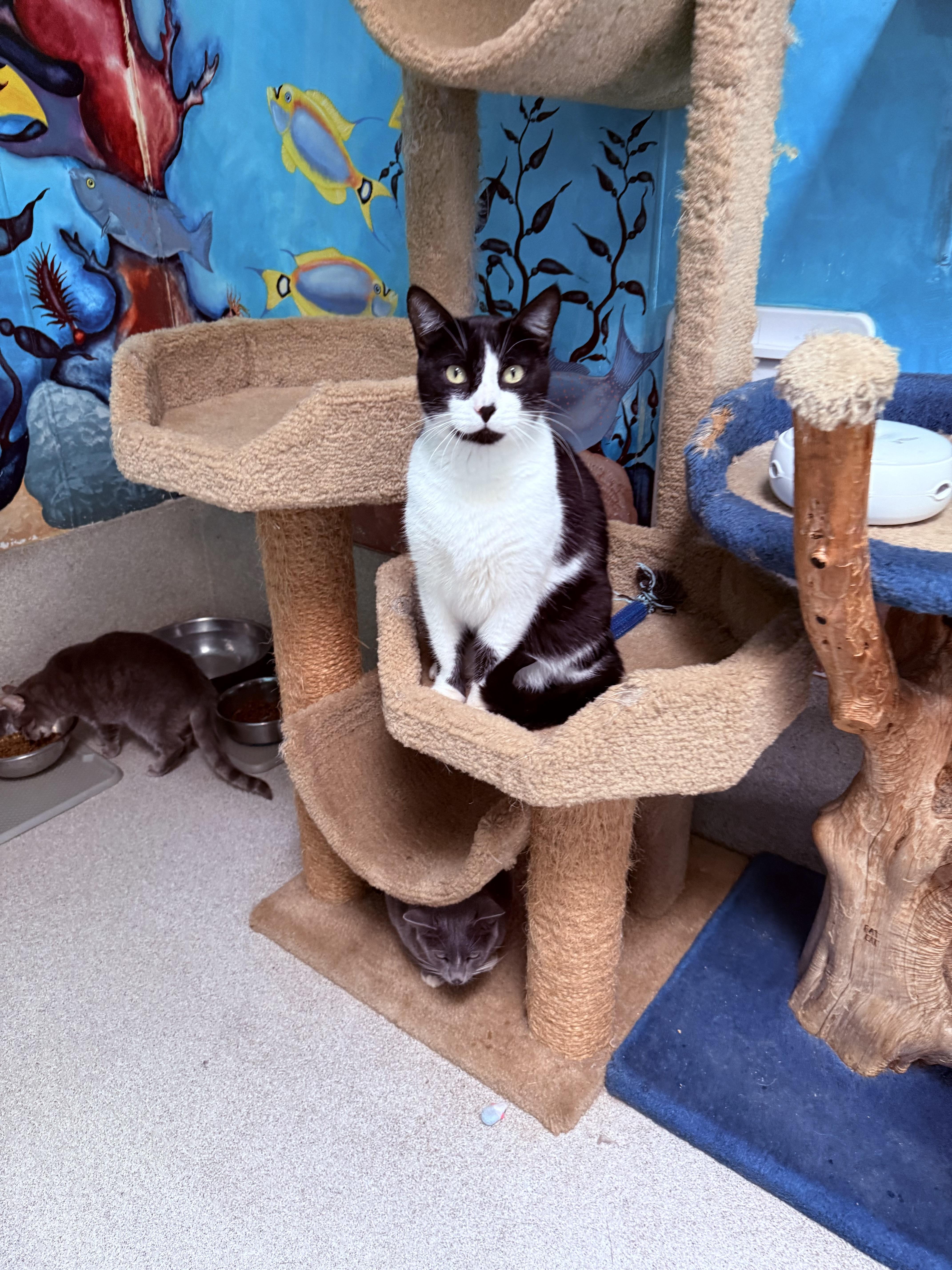 Garfunkle, Adoptable, Young Male Domestic Short Hair.