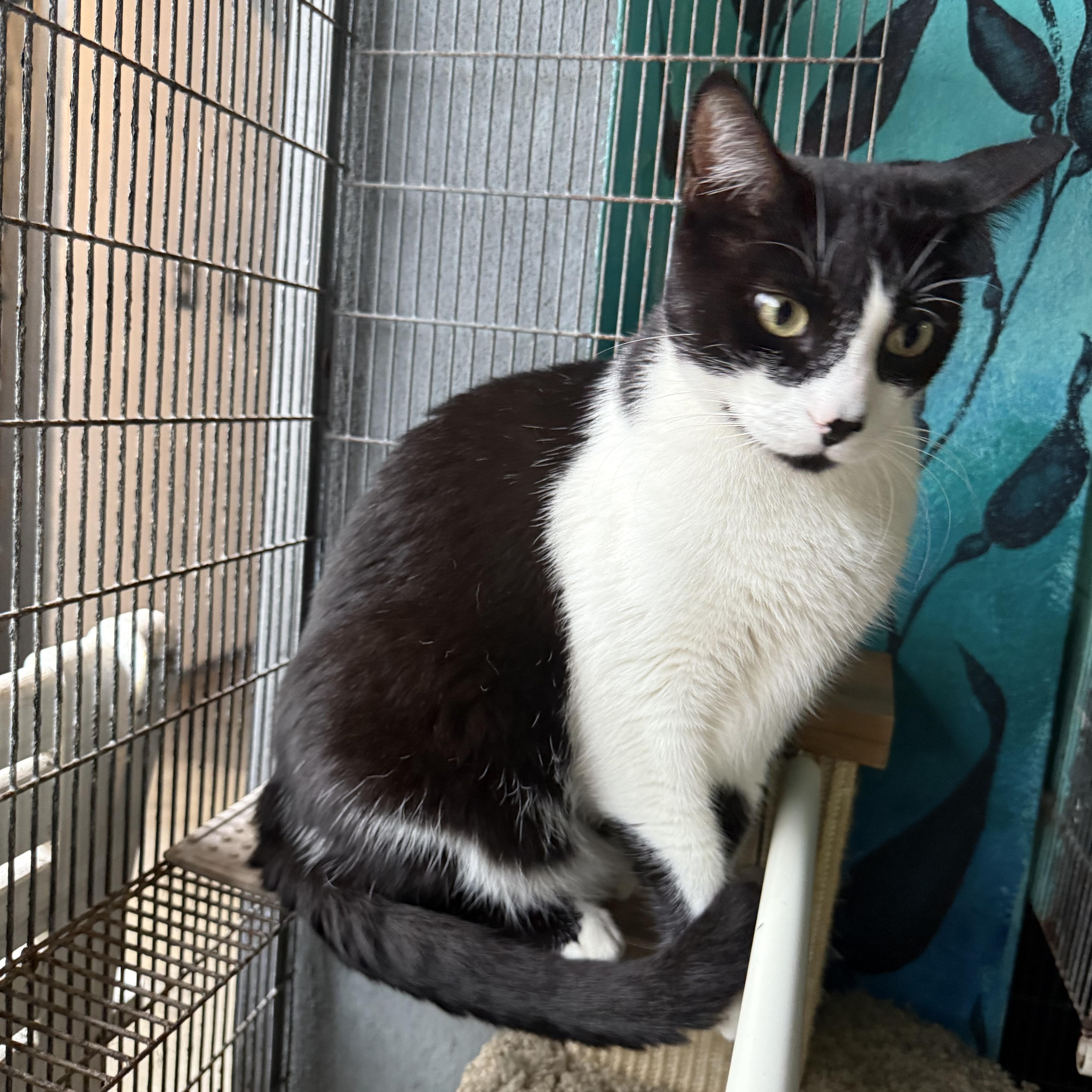 Enlarge Garfunkle, a Adoptable Domestic Short Hair in Newport Beach, CA image 2/5