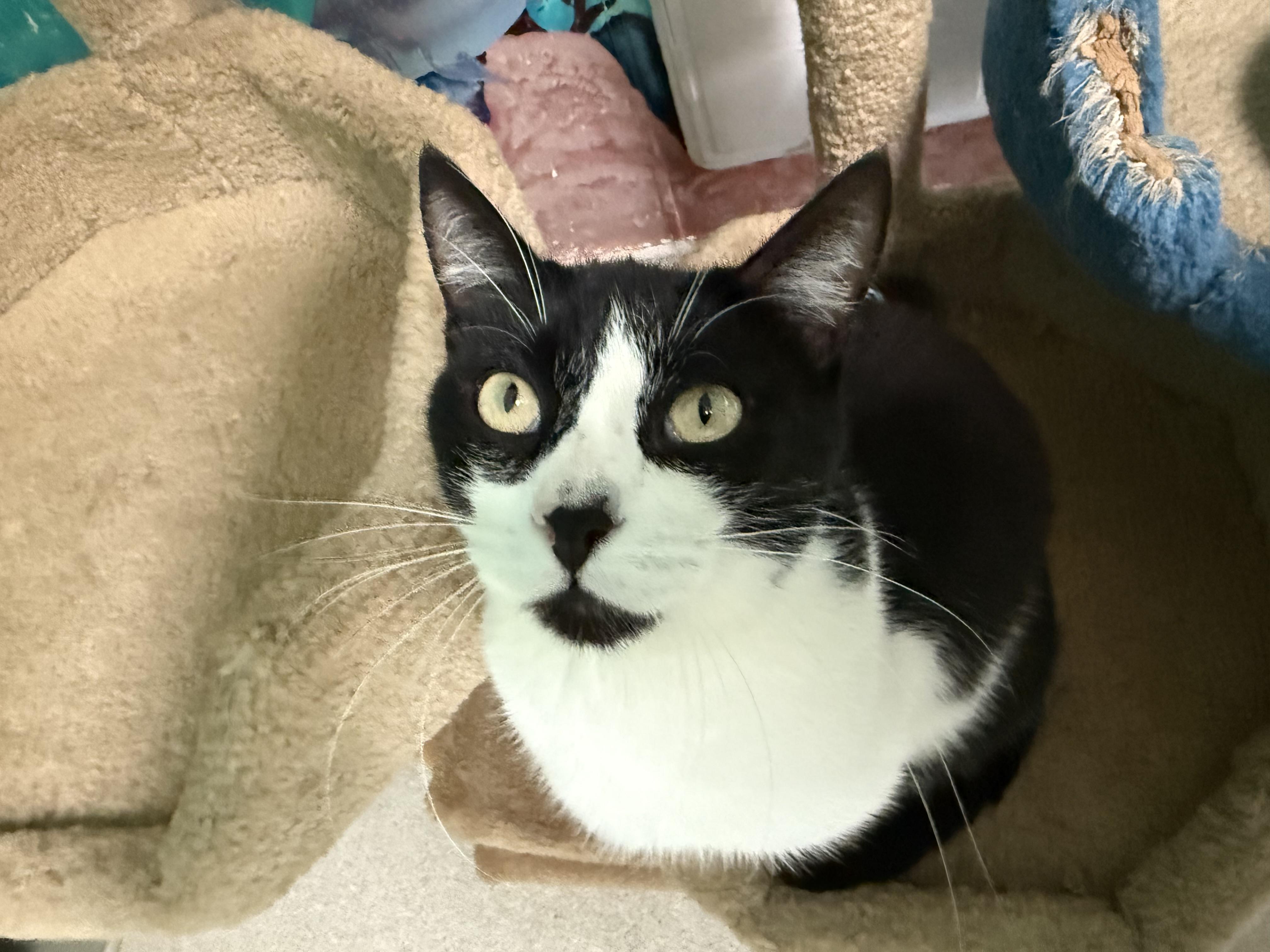 Garfunkle, Adoptable, Young Male Domestic Short Hair.