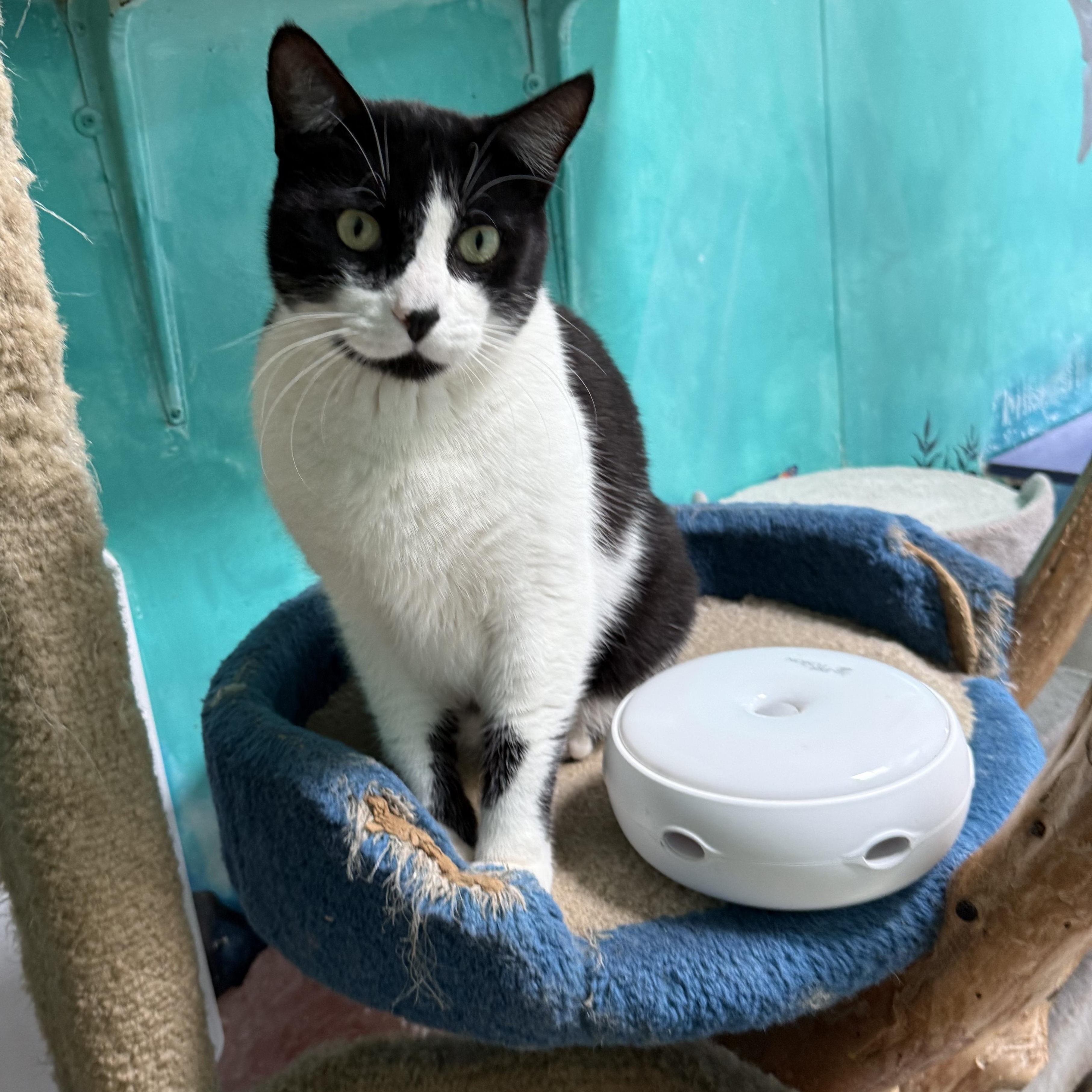 Enlarge Garfunkle, a Adoptable Domestic Short Hair in Newport Beach, CA image 4/5