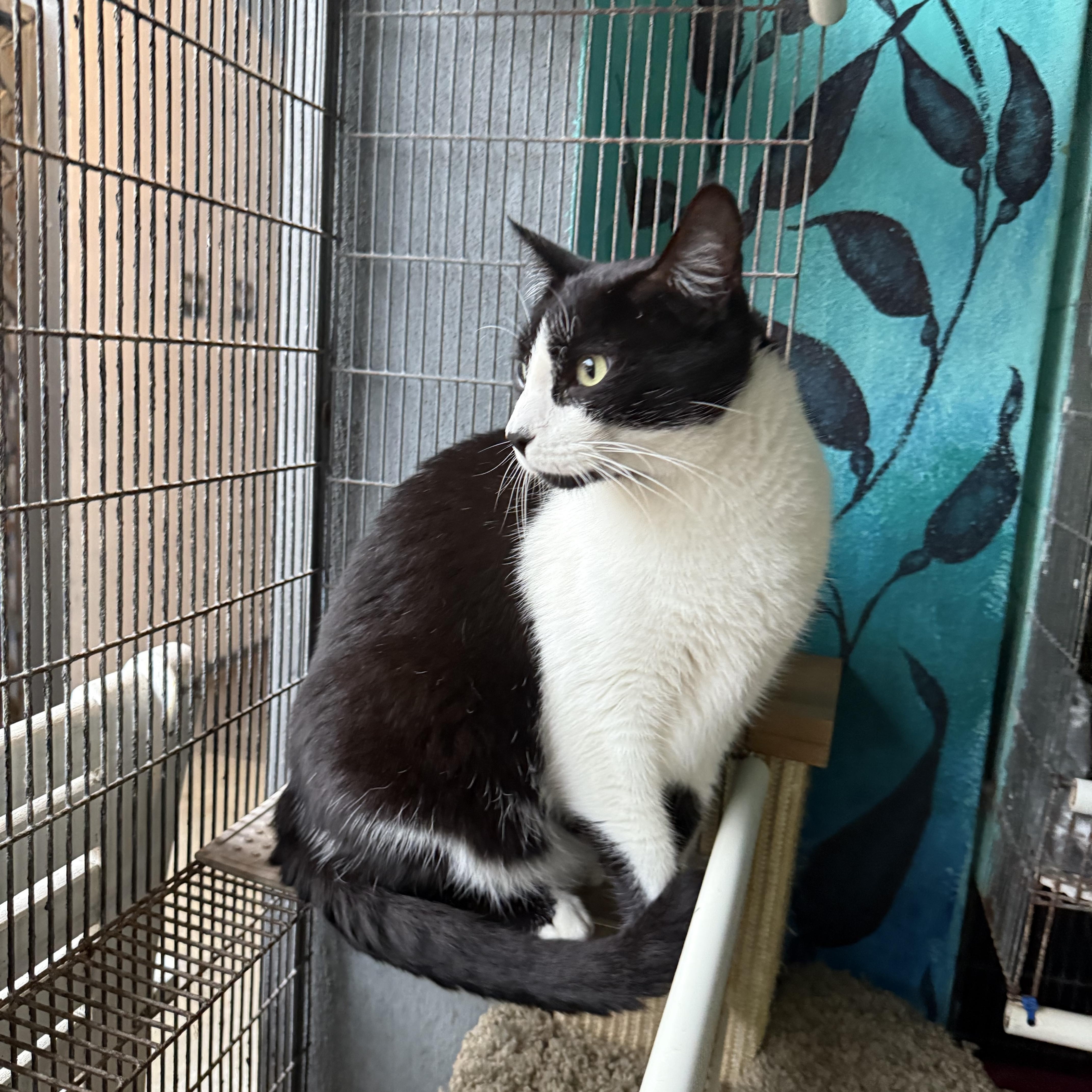 Enlarge Garfunkle, a Adoptable Domestic Short Hair in Newport Beach, CA image 5/5