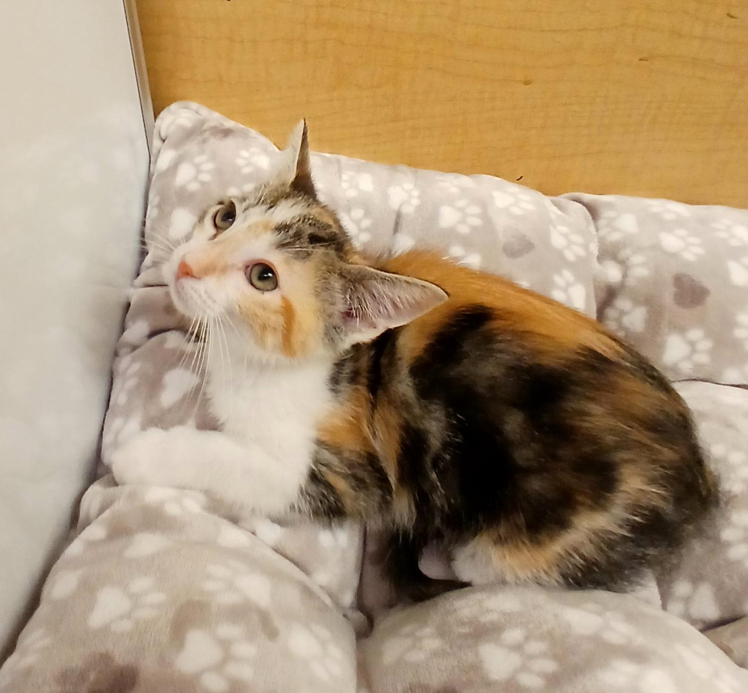 Harlow, adopted, Kitten Female Calico.