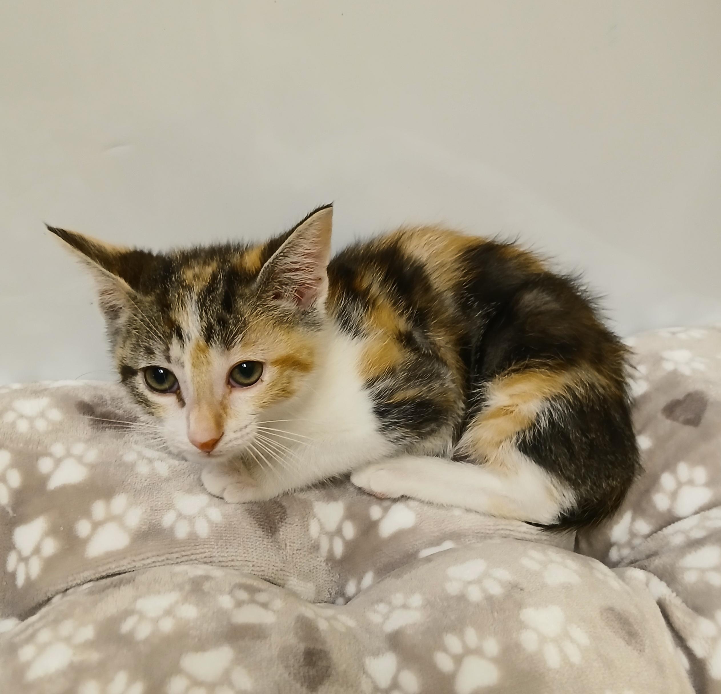 Harlow, an adopted mixed breed in Albuquerque, NM image 2/6
