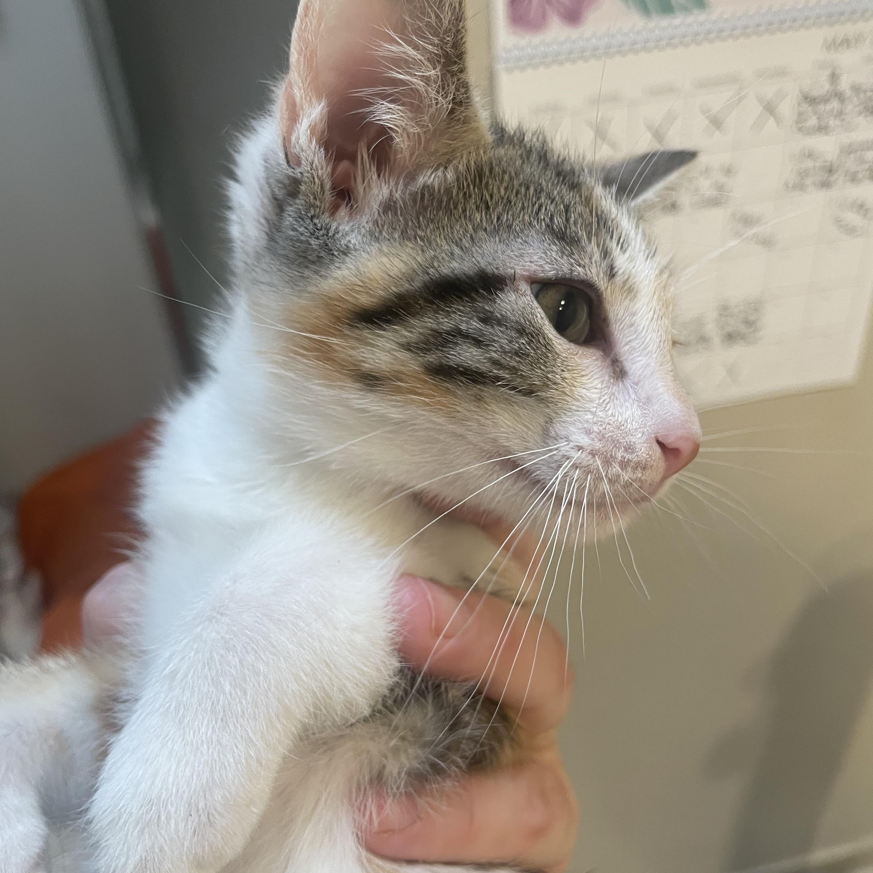 Harlow, an adopted mixed breed in Albuquerque, NM image 5/6