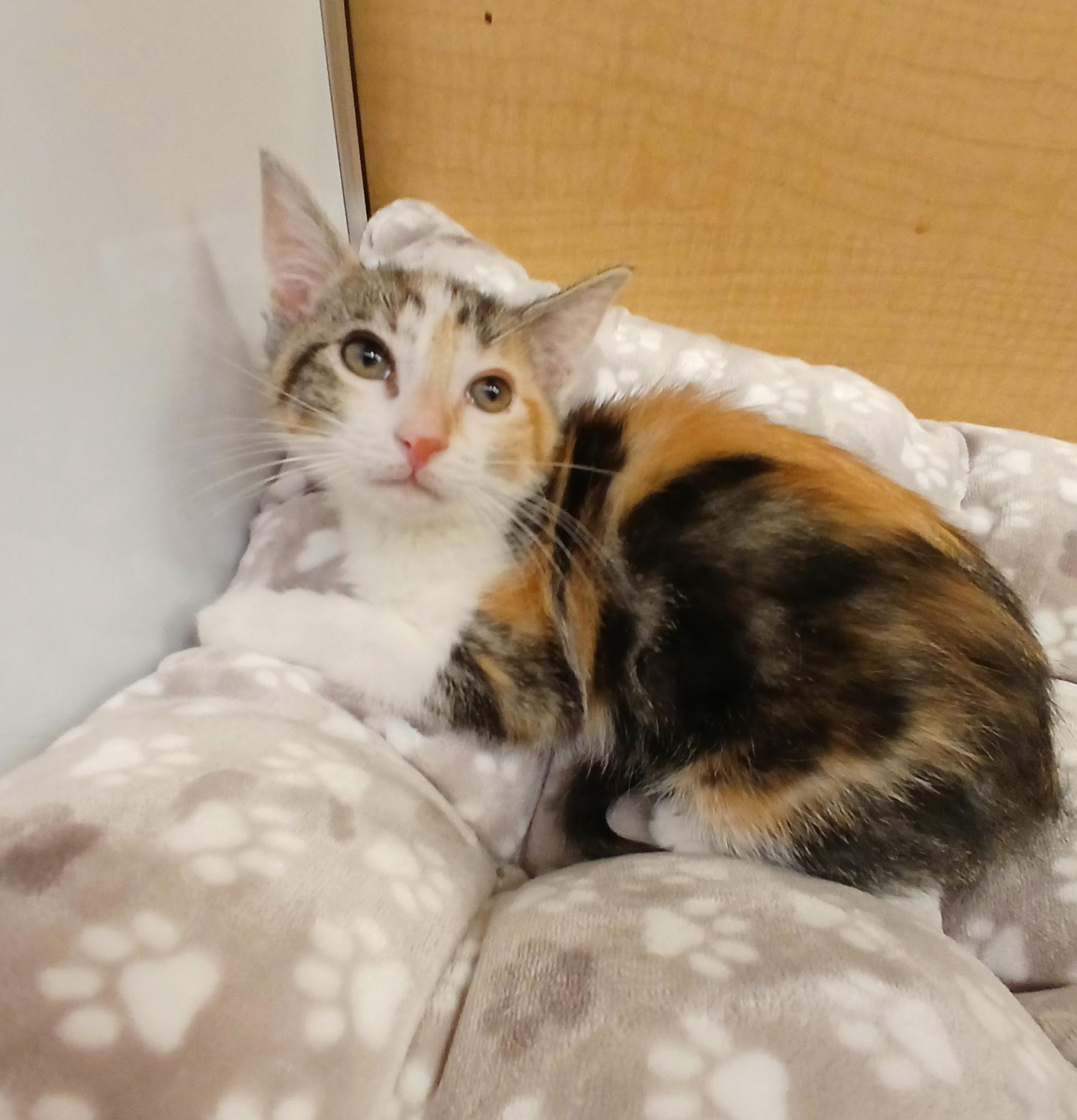 Harlow, an adopted mixed breed in Albuquerque, NM image 6/6
