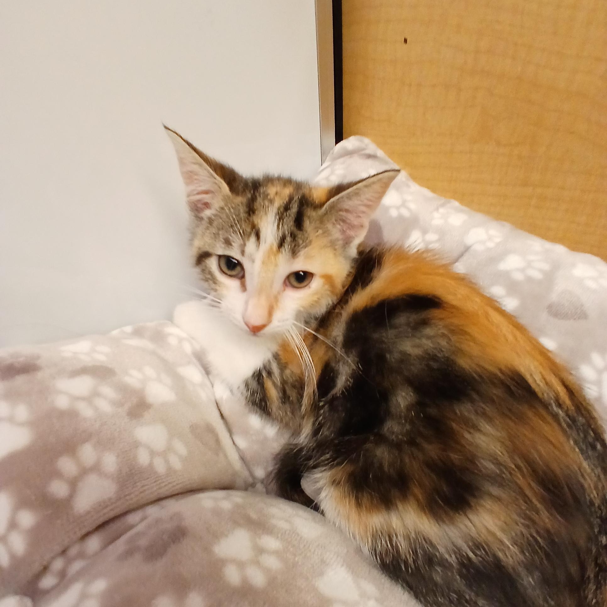 Harlow, an adopted mixed breed in Albuquerque, NM image 4/6