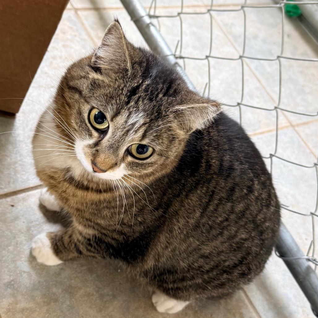 Lily, a Adoptable Domestic Short Hair in East Smithfield , PA image 2/3