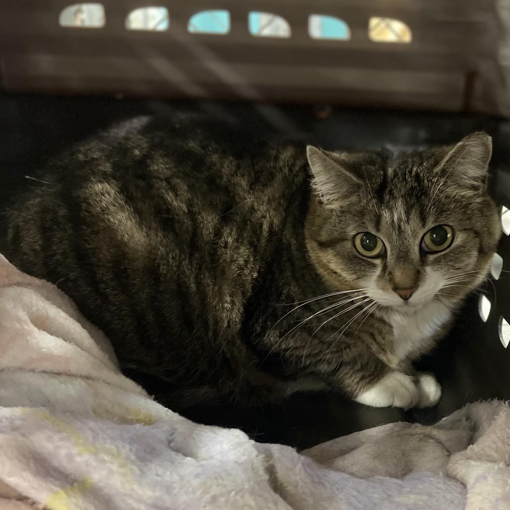 Lily, a Adoptable Domestic Short Hair in East Smithfield , PA image 3/3