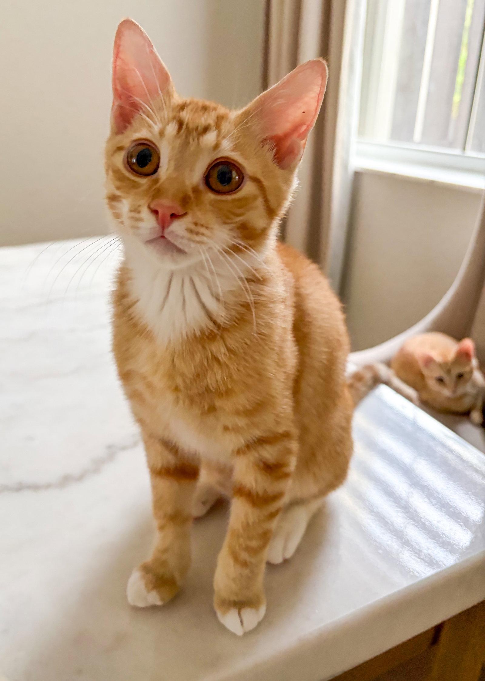 Fred Weasley, a Adoptable mixed breed in Lighthouse Point, FL image 2/3