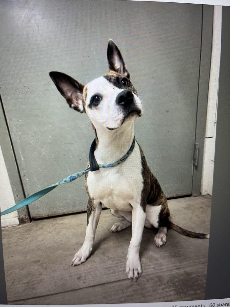 Quinn, ADOPTABLE, Adult Female Pit Bull Terrier & Spaniel.