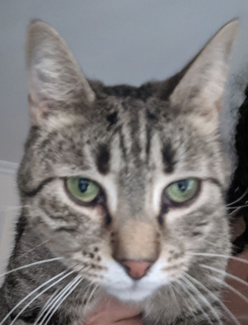 Enlarge Flaquito , a Adoptable Tabby in New York, NY image 1/6