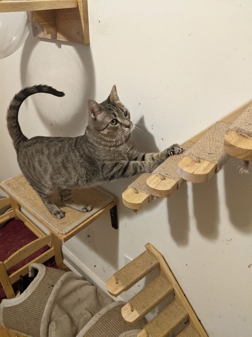 Enlarge Flaquito , a Adoptable Tabby in New York, NY image 2/6