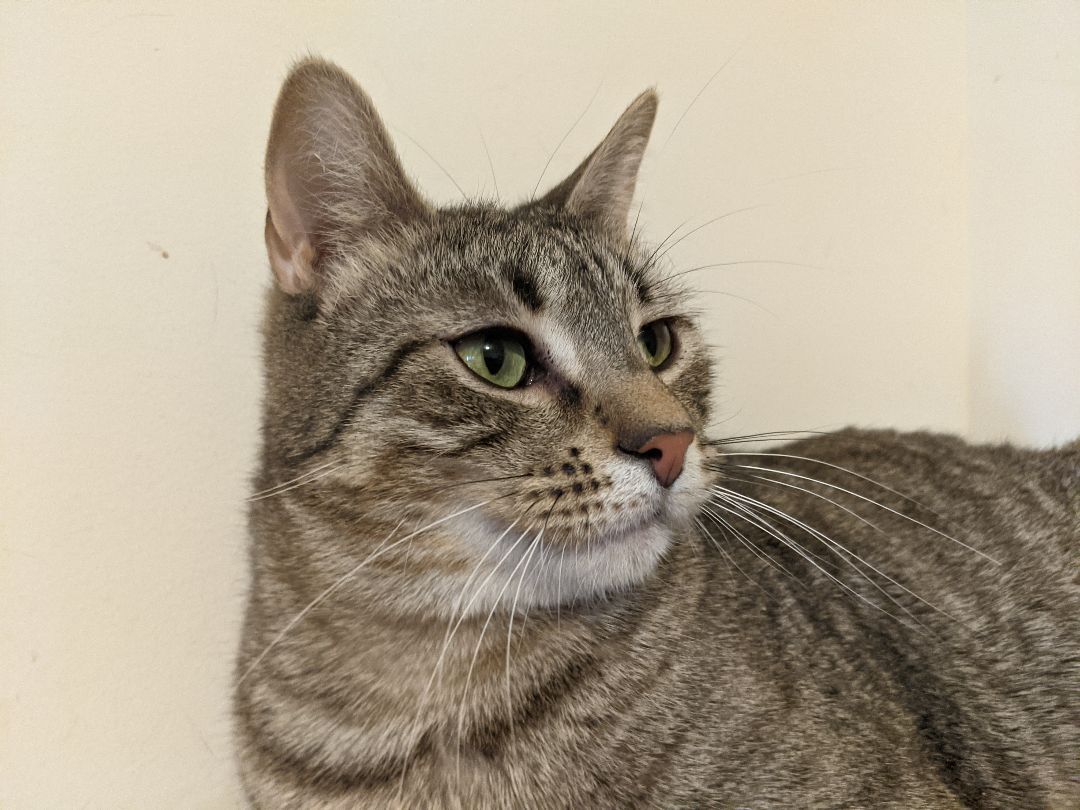 Enlarge Flaquito , a Adoptable Tabby in New York, NY image 3/6