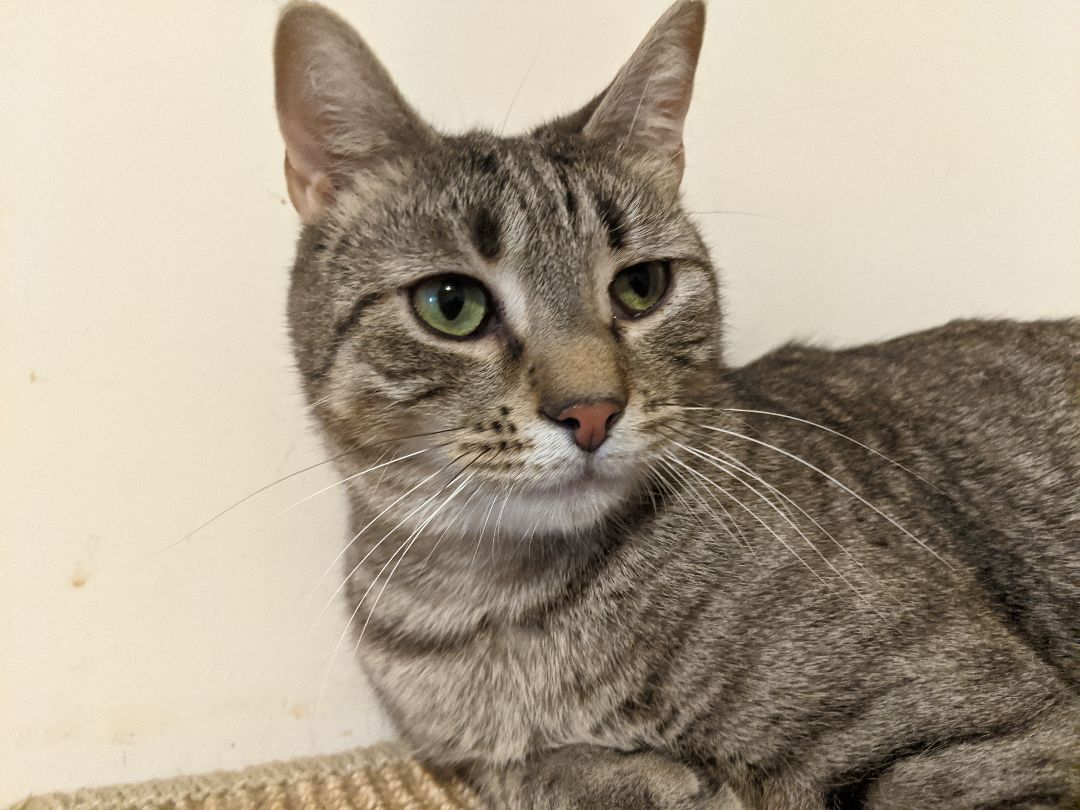 Enlarge Flaquito , a Adoptable Tabby in New York, NY image 4/6