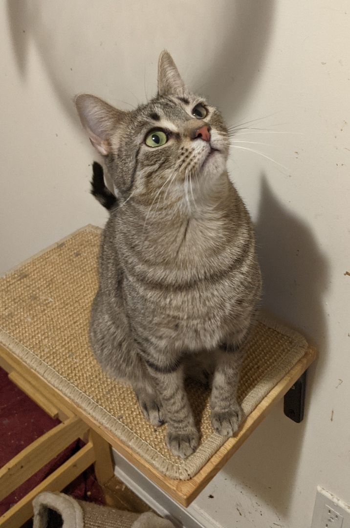 Enlarge Flaquito , a Adoptable Tabby in New York, NY image 5/6
