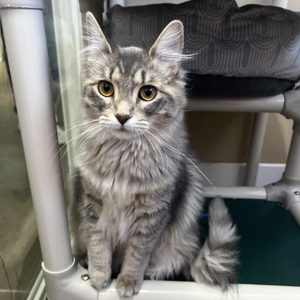 Enlarge Foxy Juliet, a Adoptable Domestic Medium Hair image 1/2