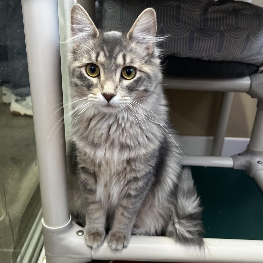 Enlarge Foxy Juliet, a Adoptable Domestic Medium Hair image 2/2