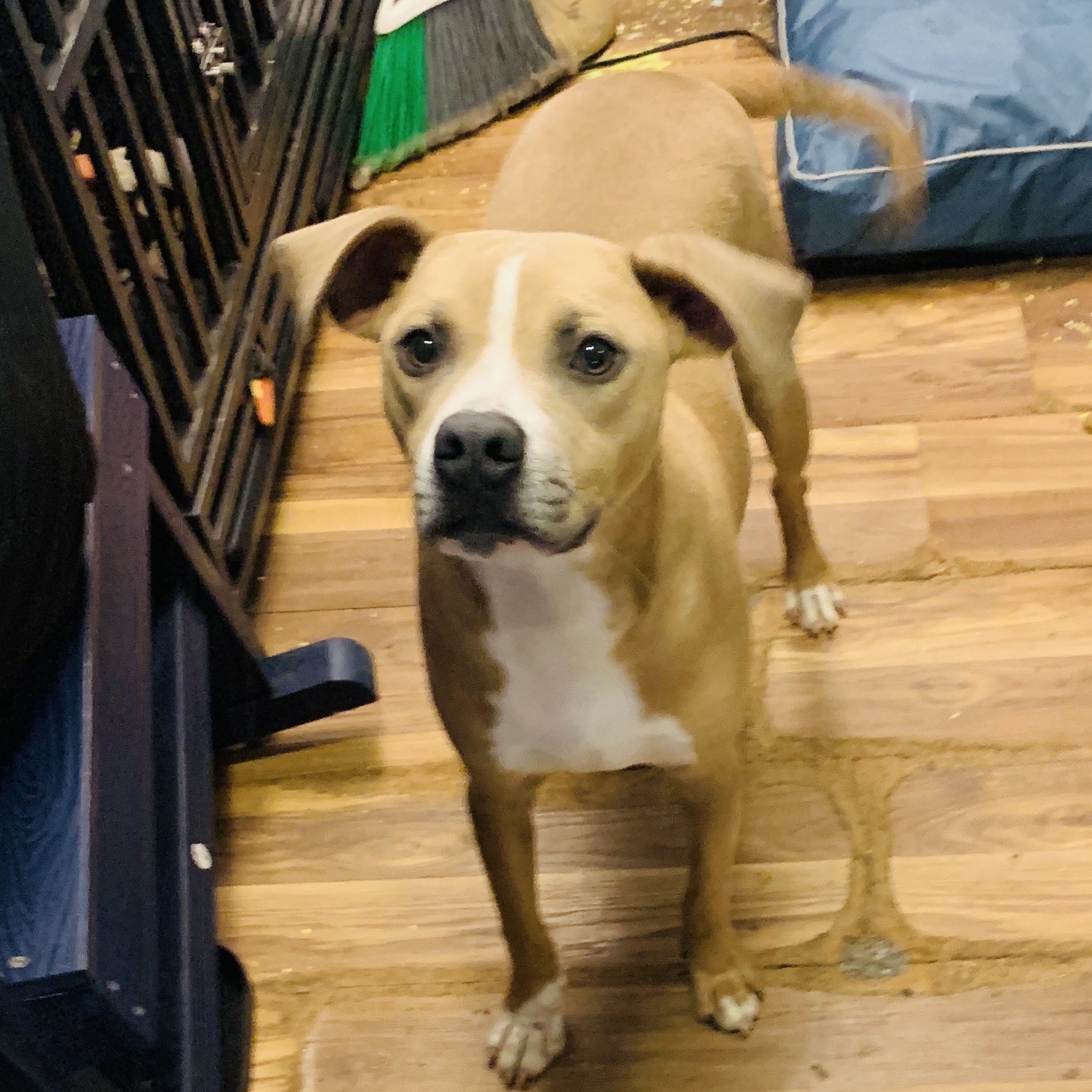 Spud, Adoptable, Adult Male Mixed Breed.