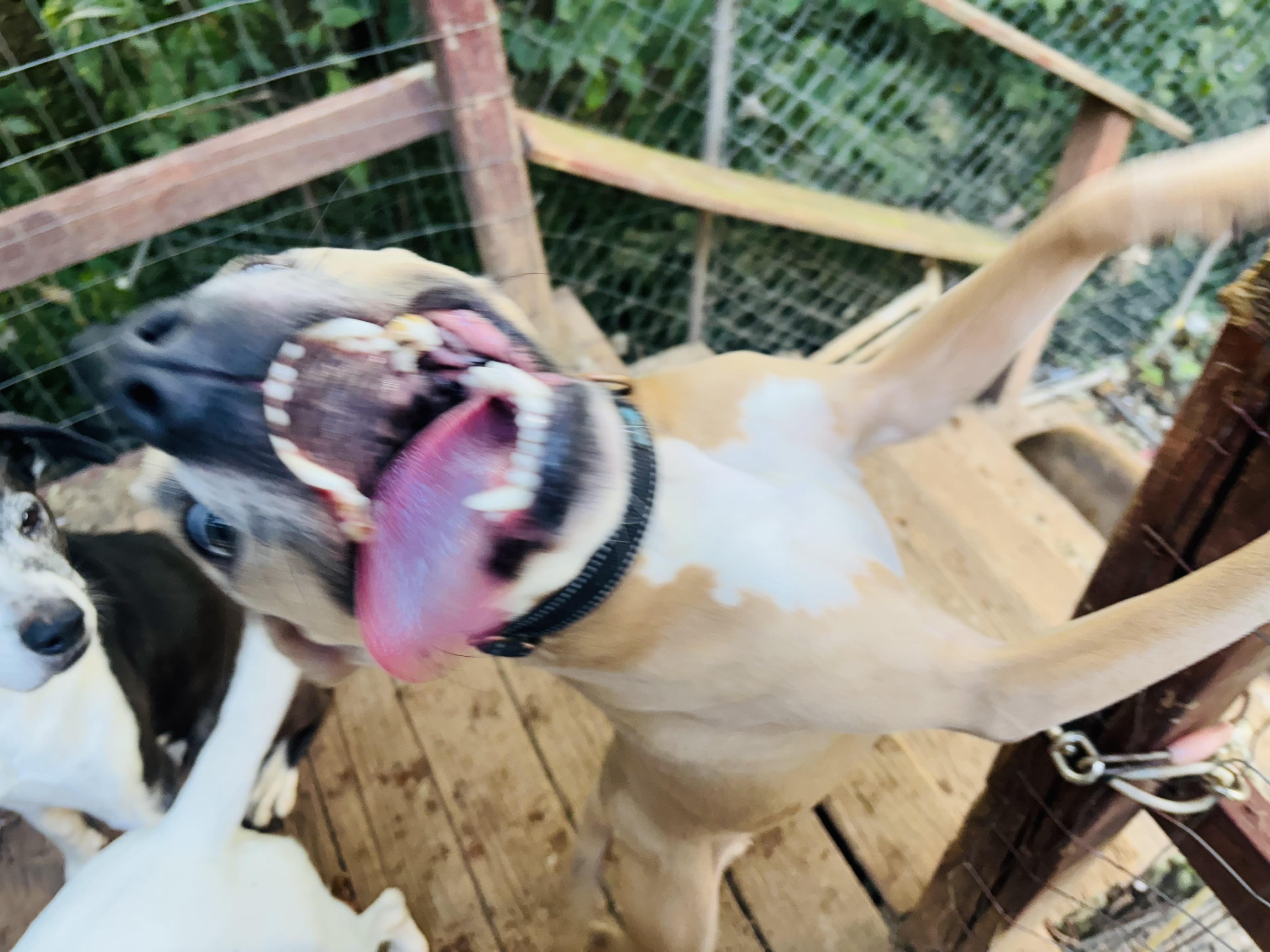 Spud, a Adoptable Mixed Breed in Rogers, AR image 1/4