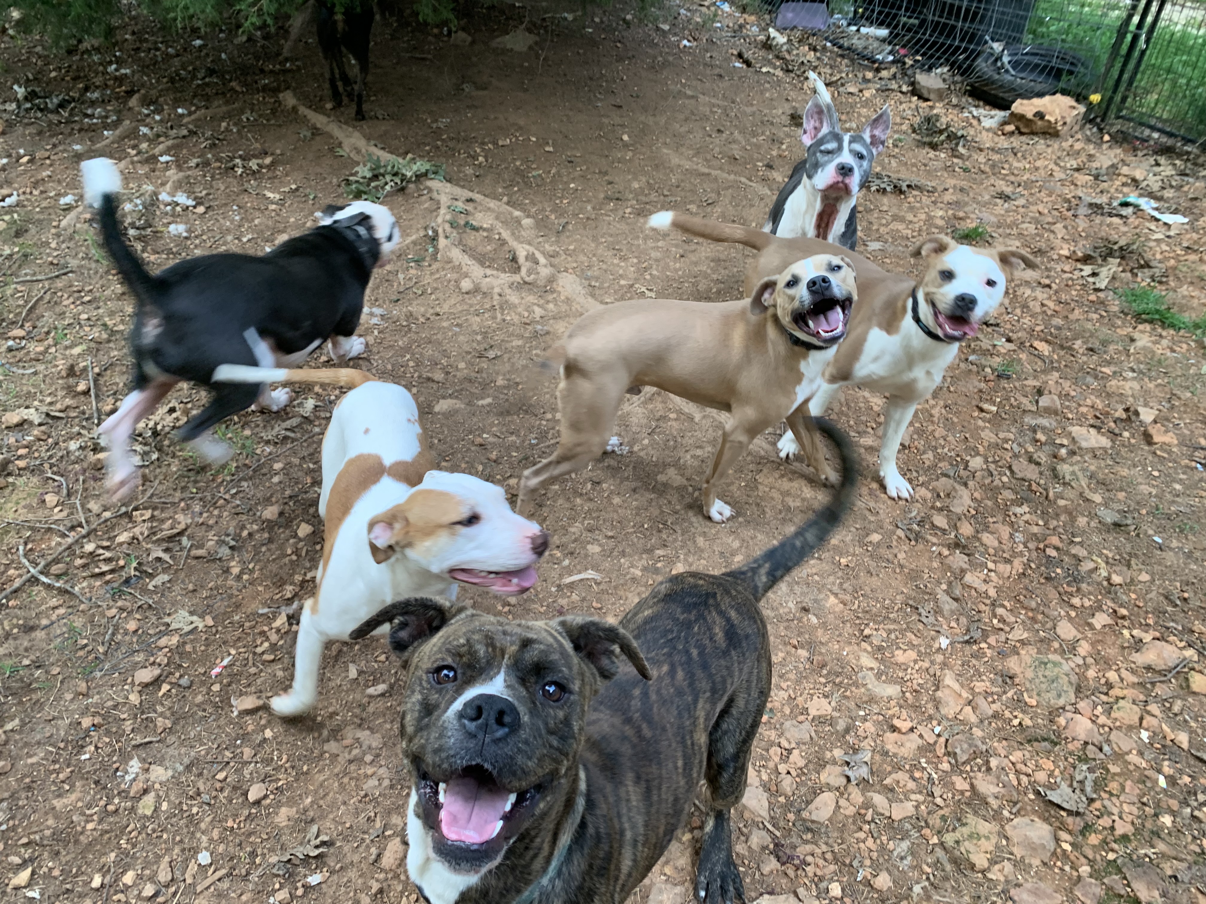 Spud, a Adoptable Mixed Breed in Rogers, AR image 4/4
