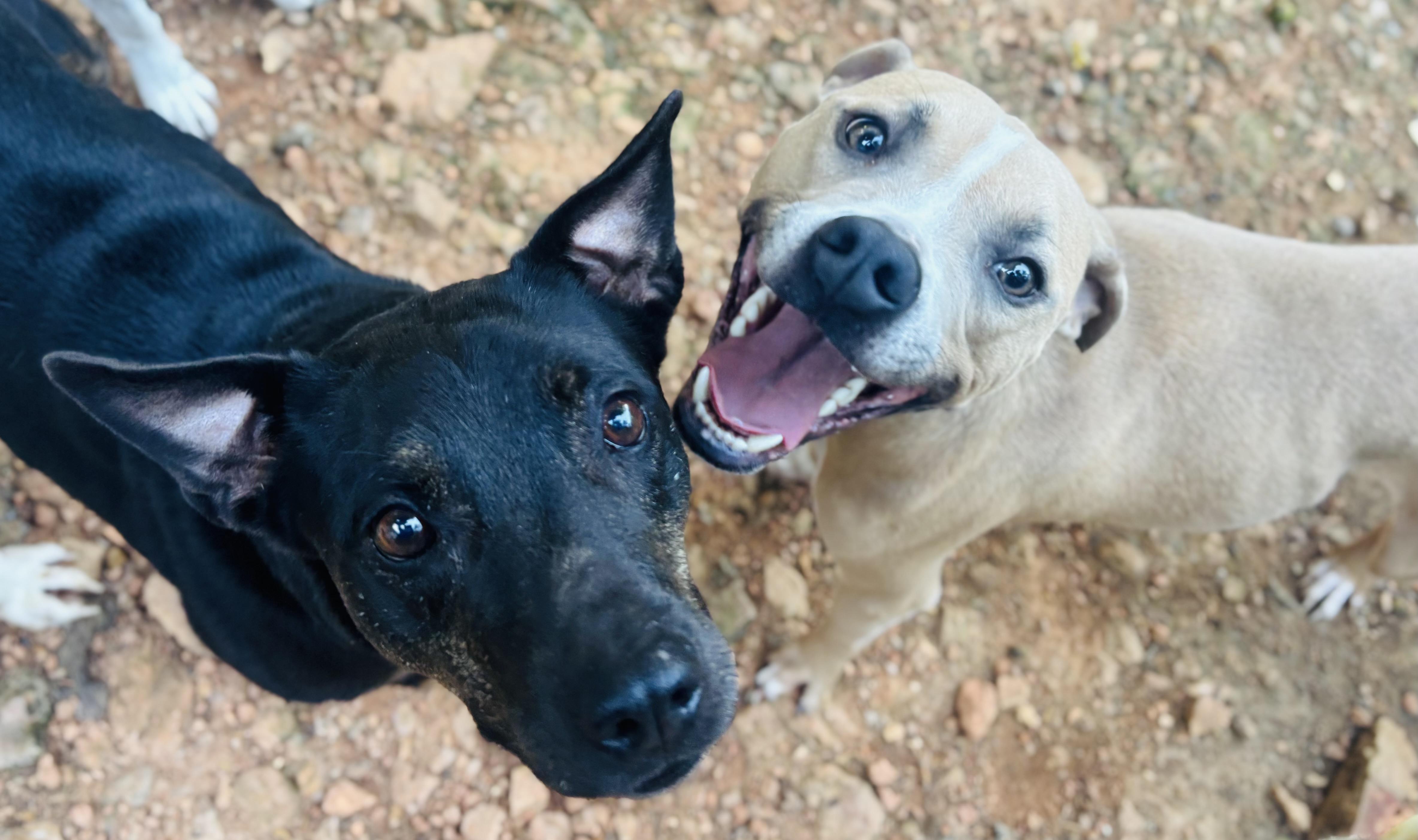 Spud, a Adoptable Mixed Breed in Rogers, AR image 2/4