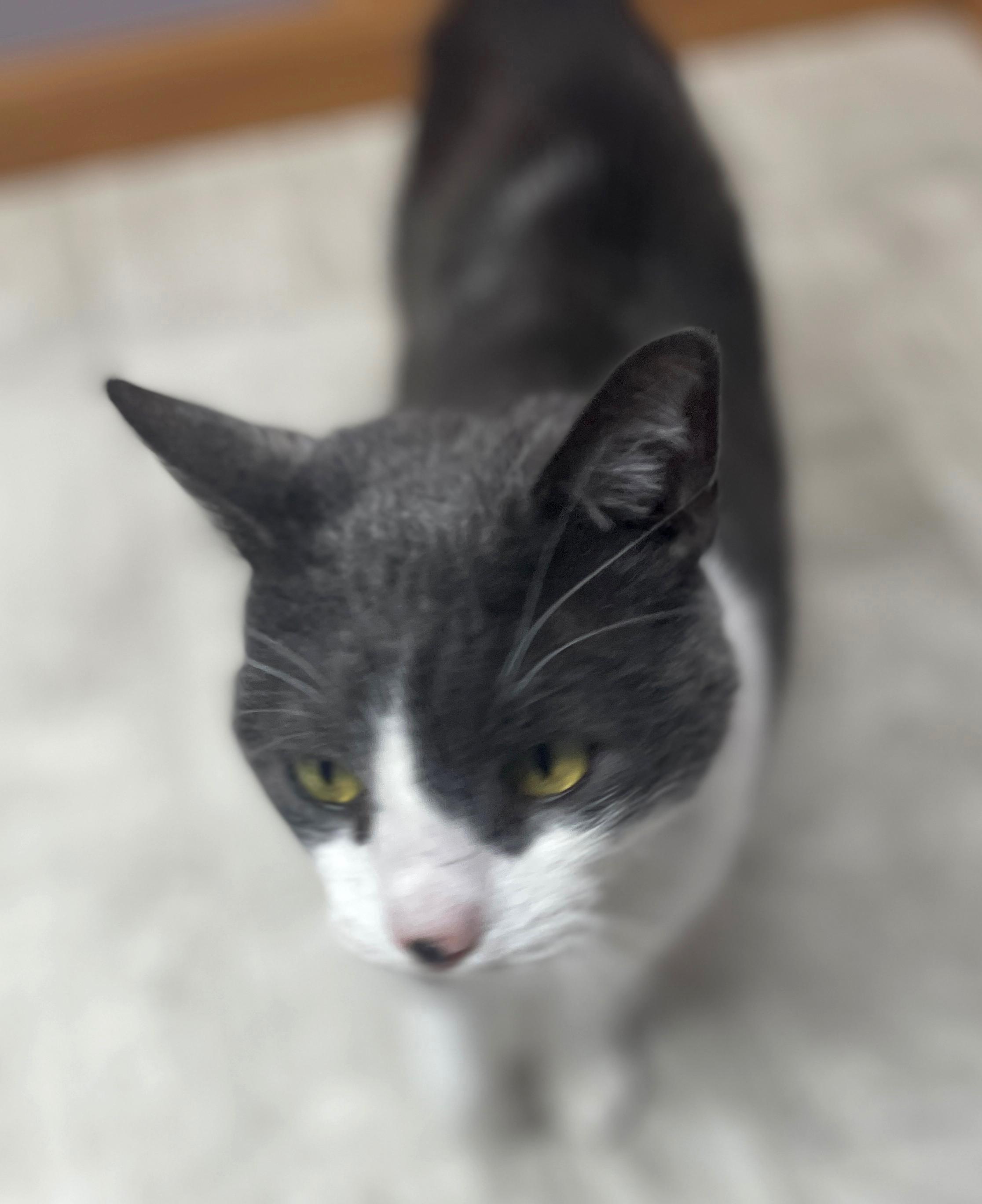 Greyson, adopted, Senior Male Domestic Short Hair.