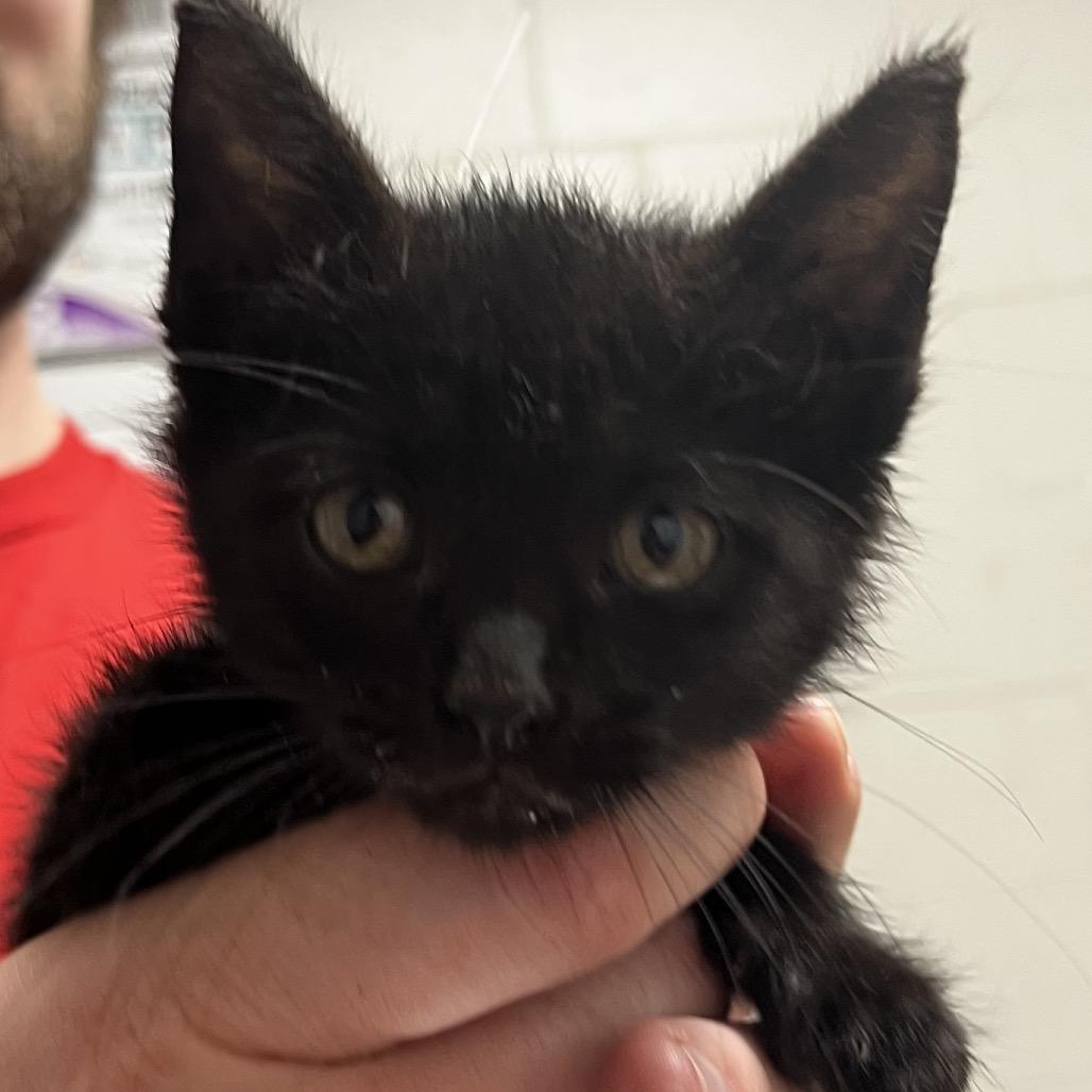 Cindy Lou Who, Adoptable, Young Female Domestic Short Hair.