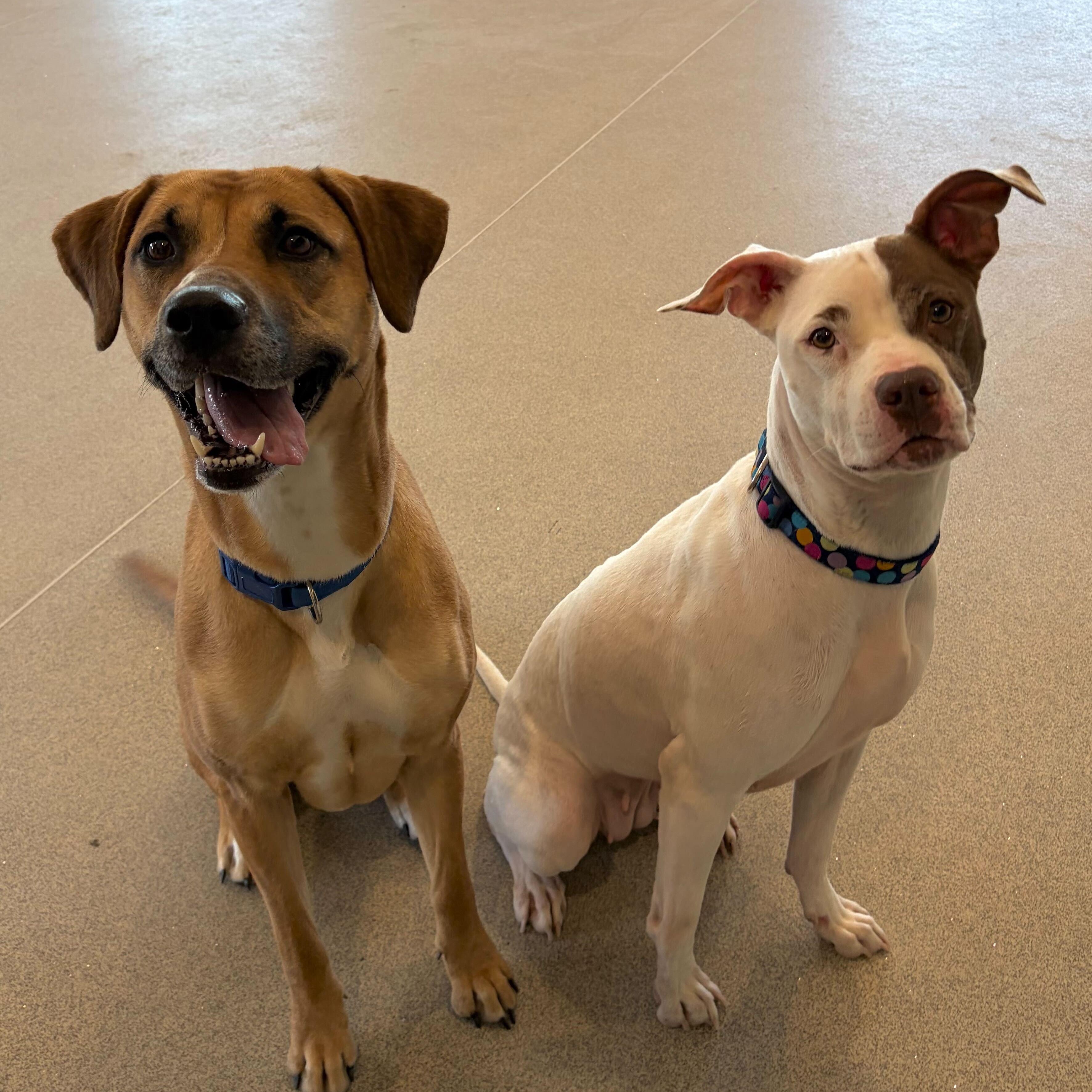 Enlarge Katana- NAME YOUR OWN ADOPTION FEE!, a Adoptable mixed breed in Jefferson, WI image 3/5