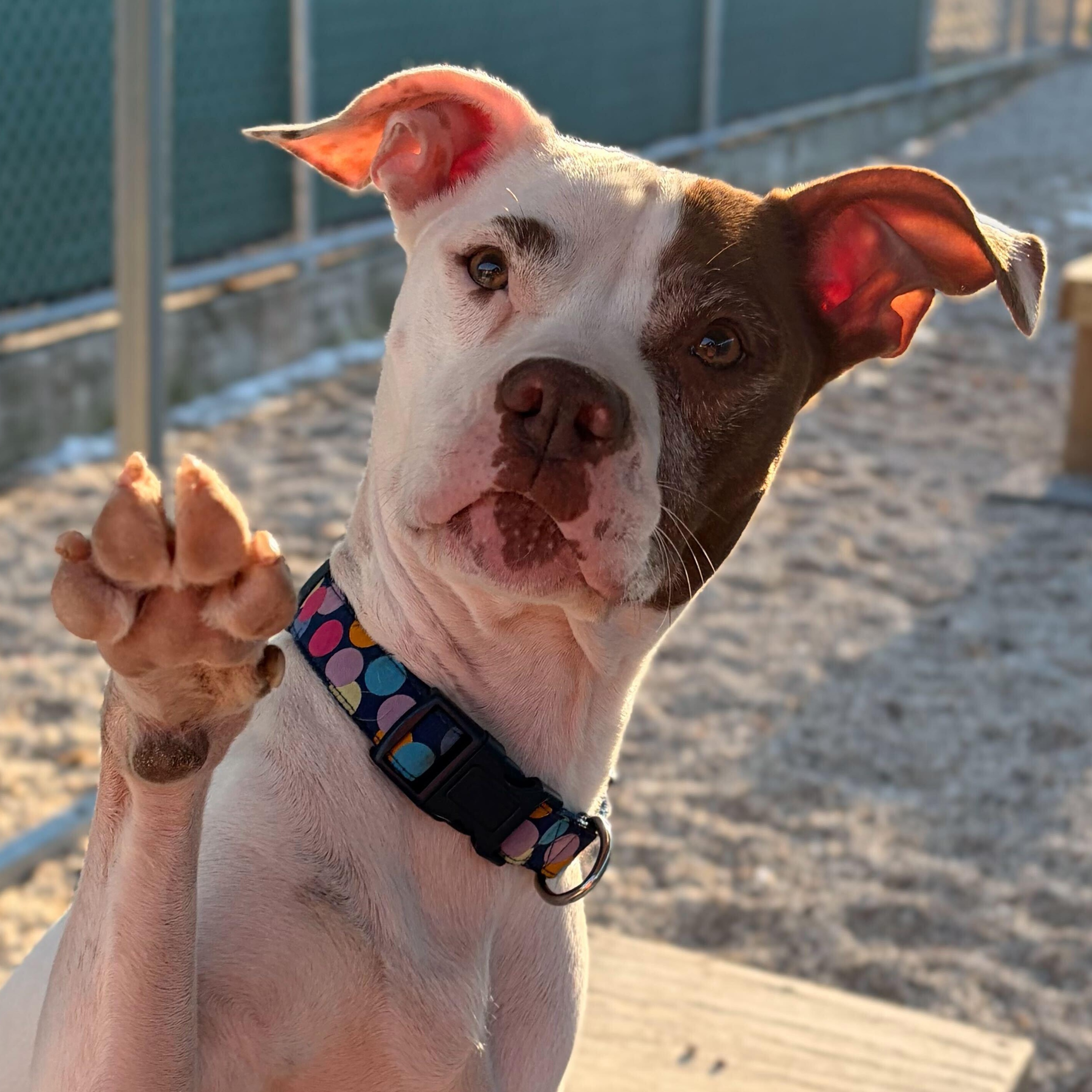 Katana- NAME YOUR OWN ADOPTION FEE!, Adoptable, Adult Female Pit Bull Terrier.