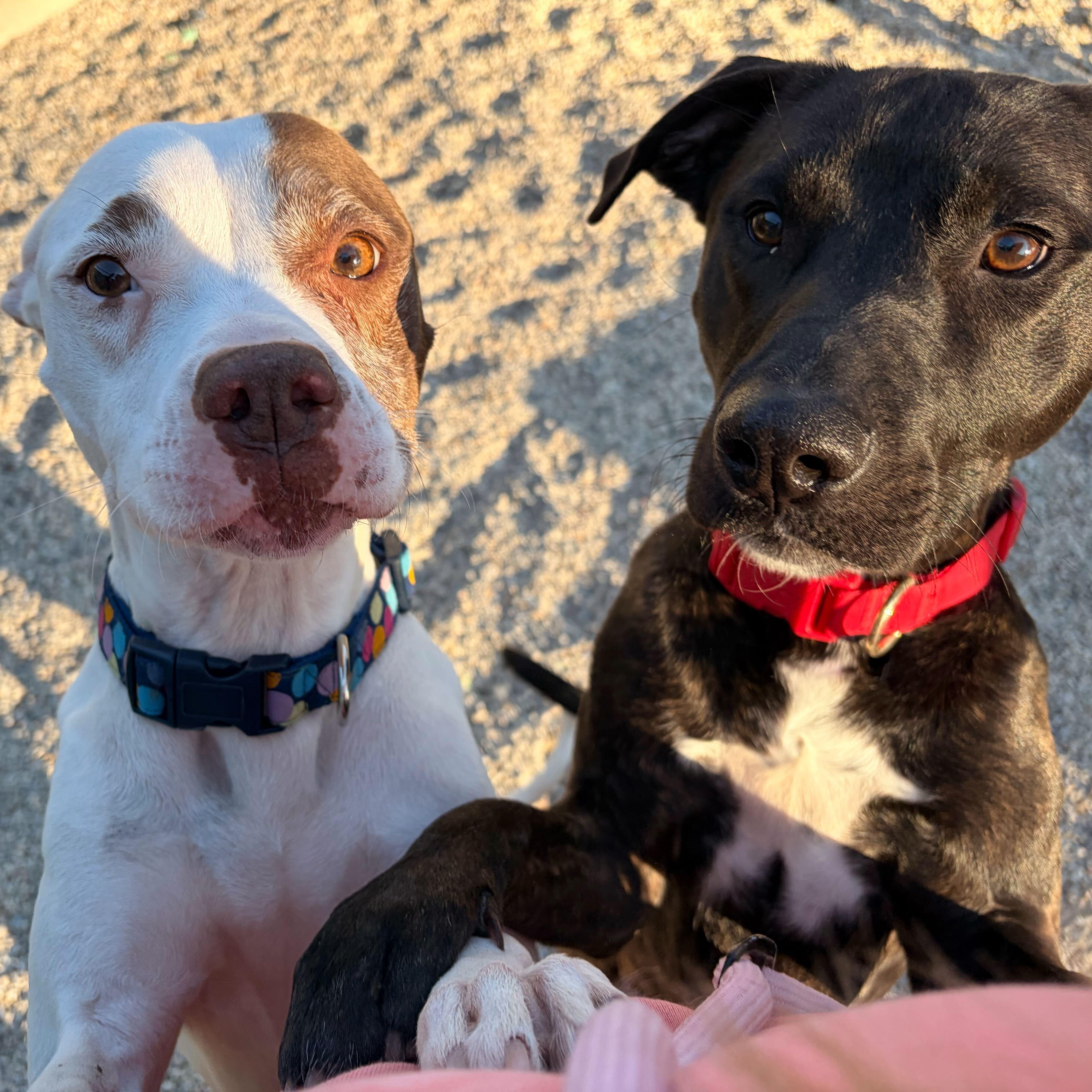 Enlarge Katana- NAME YOUR OWN ADOPTION FEE!, a Adoptable mixed breed in Jefferson, WI image 4/5