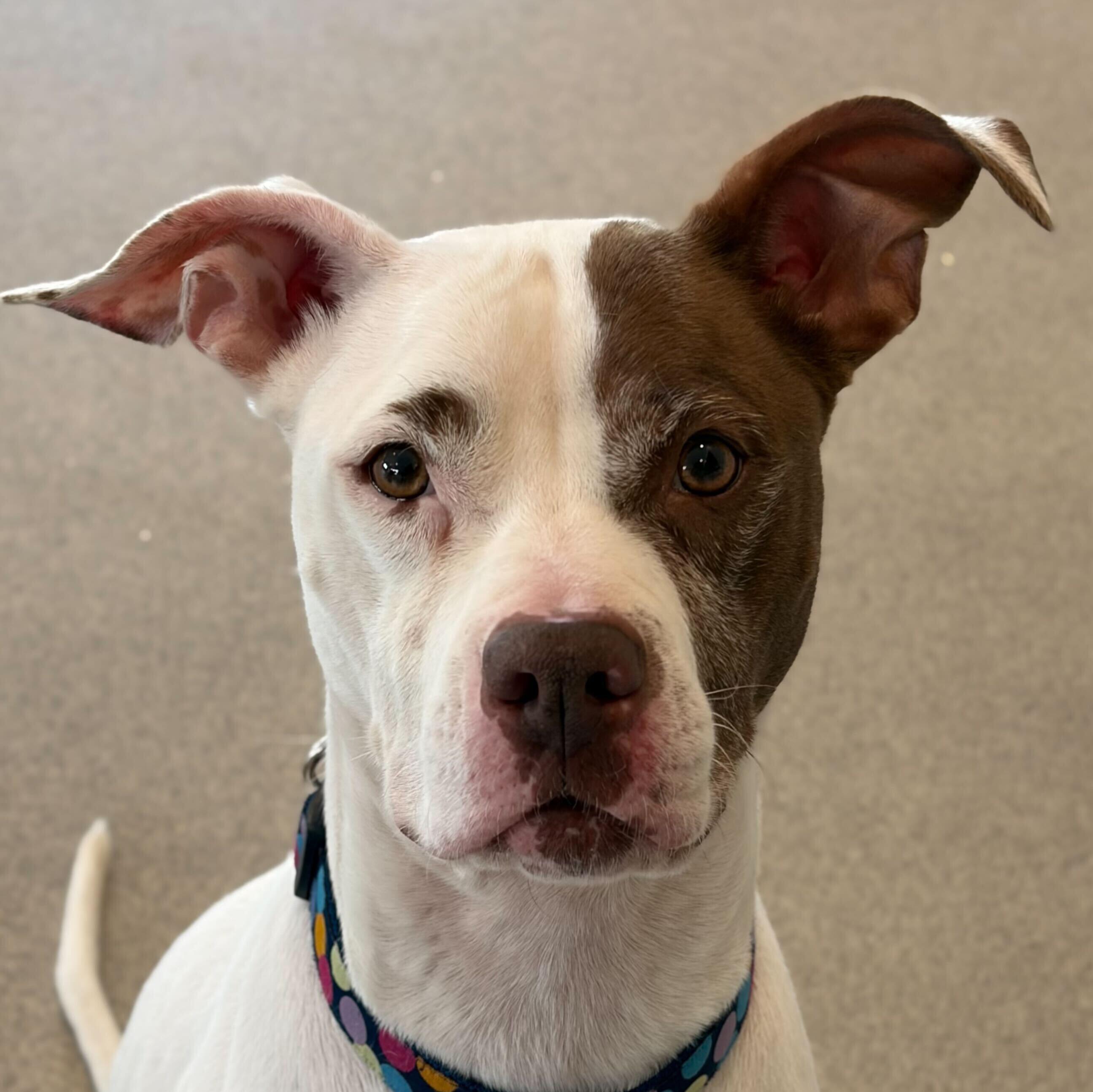 Enlarge Katana- NAME YOUR OWN ADOPTION FEE!, a Adoptable mixed breed in Jefferson, WI image 2/5