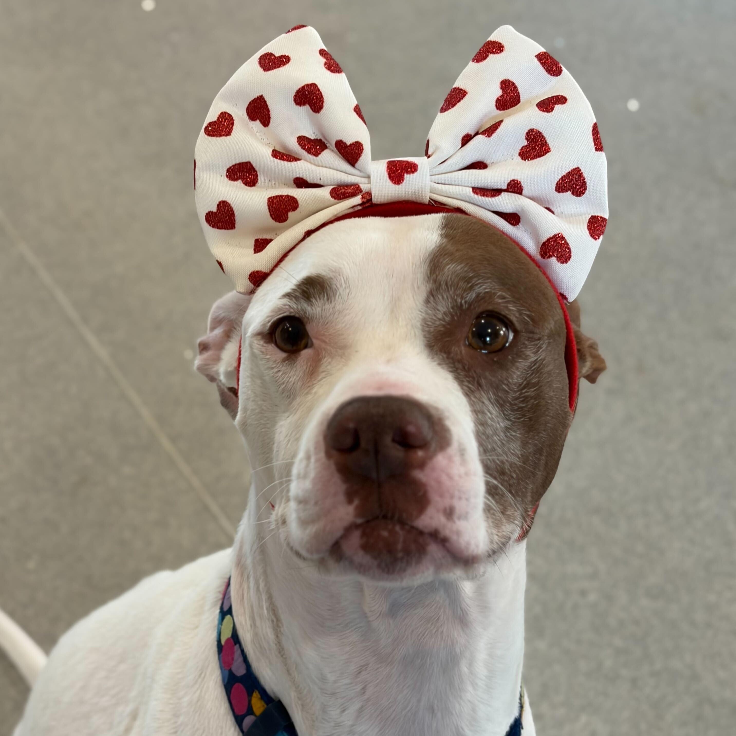 Enlarge Katana- NAME YOUR OWN ADOPTION FEE!, a Adoptable mixed breed in Jefferson, WI image 5/5