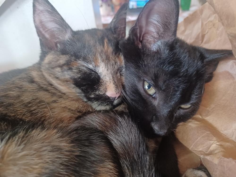 Mirabellen (bonded pair with her brother Morgen!), Adopted, Kitten Female Domestic Short Hair.