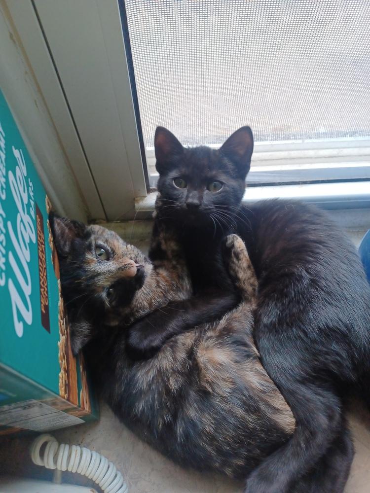 Enlarge Mirabellen (bonded pair with her brother Morgen!), a Adopted Domestic Short Hair in Lincoln Park, MI image 2/6