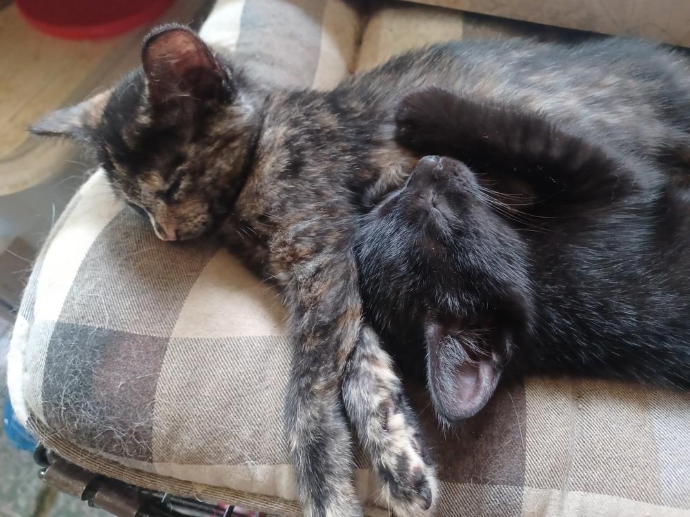 Mirabellen (bonded pair with her brother Morgen!), Adopted, Kitten Female Domestic Short Hair.