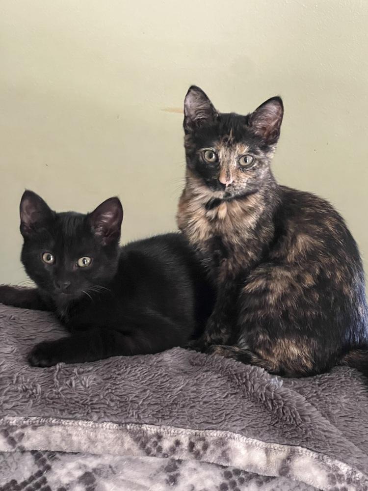 Enlarge Mirabellen (bonded pair with her brother Morgen!), a Adopted Domestic Short Hair in Lincoln Park, MI image 4/6