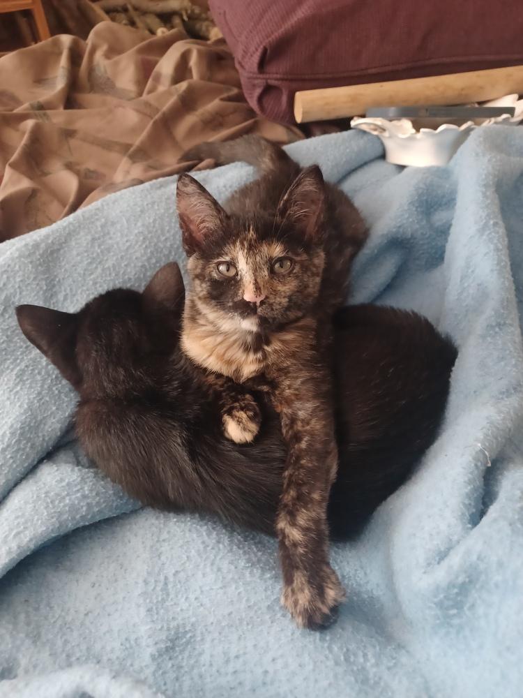 Enlarge Mirabellen (bonded pair with her brother Morgen!), a Adopted Domestic Short Hair in Lincoln Park, MI image 5/6