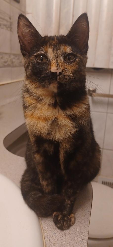 Enlarge Mirabellen (bonded pair with her brother Morgen!), a Adopted Domestic Short Hair in Lincoln Park, MI image 6/6