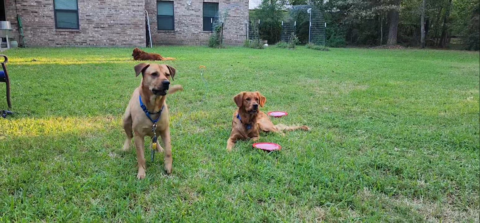 Enlarge Butters, a Adoptable mixed breed in Enola, PA video 6/6