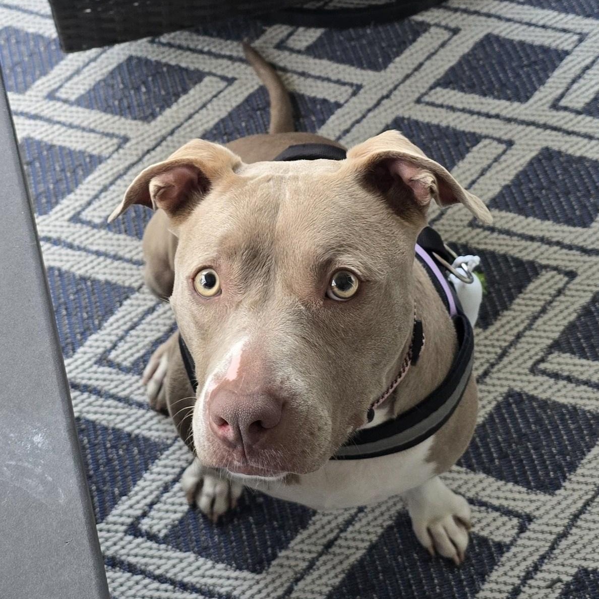 Puddin, a Adopted mixed breed in Hickory, NC image 1/6