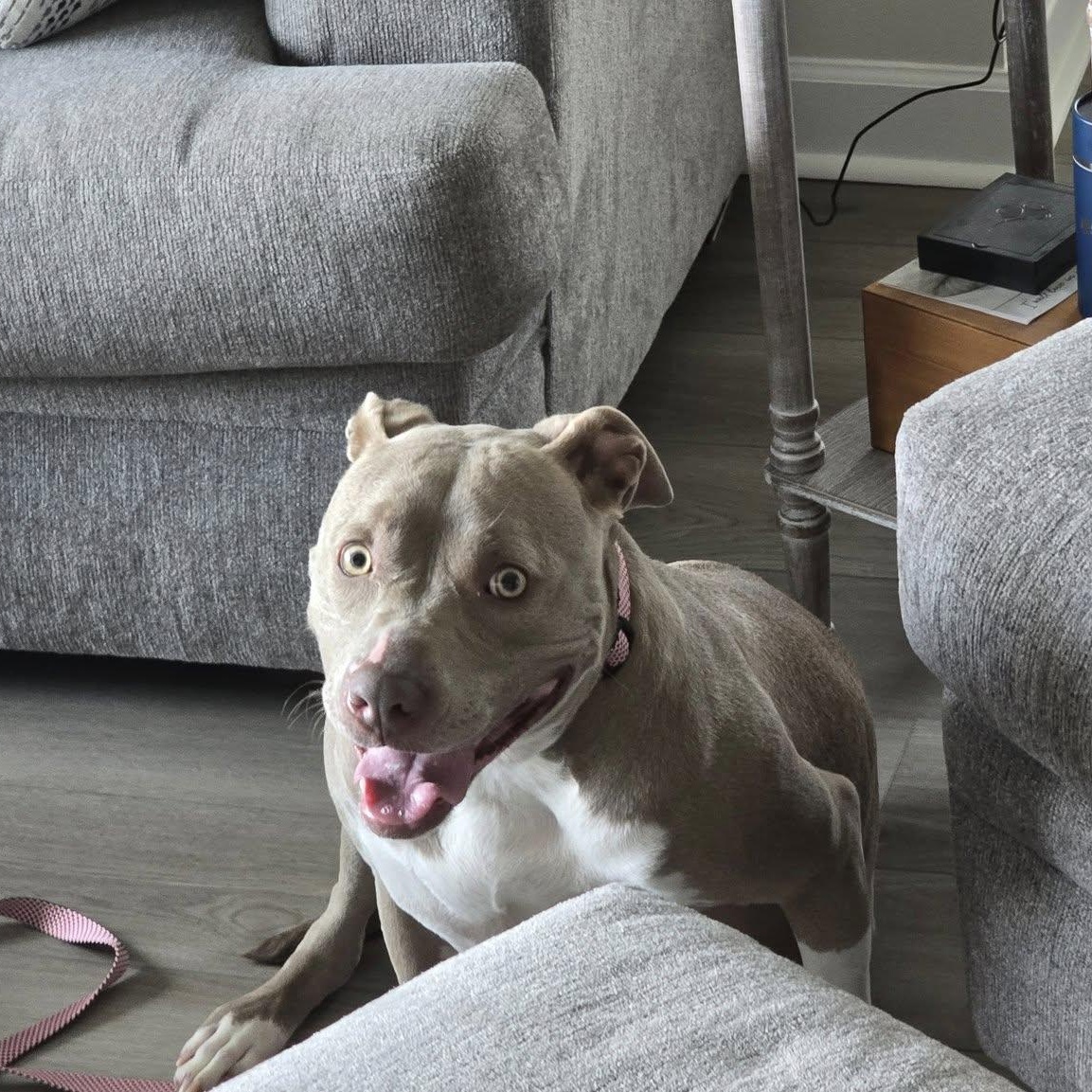 Puddin, a Adopted mixed breed in Hickory, NC image 4/6