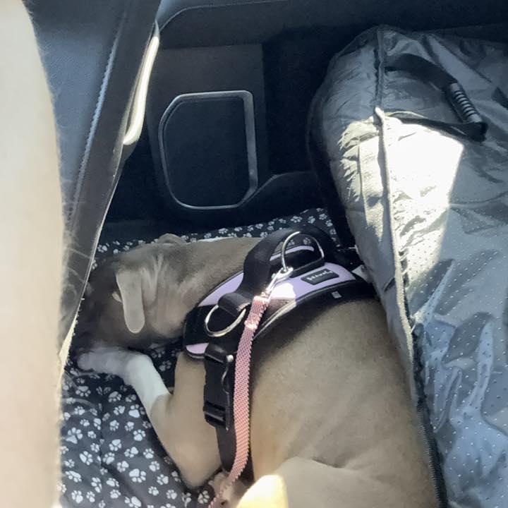 Puddin, a Adopted mixed breed in Hickory, NC image 2/6