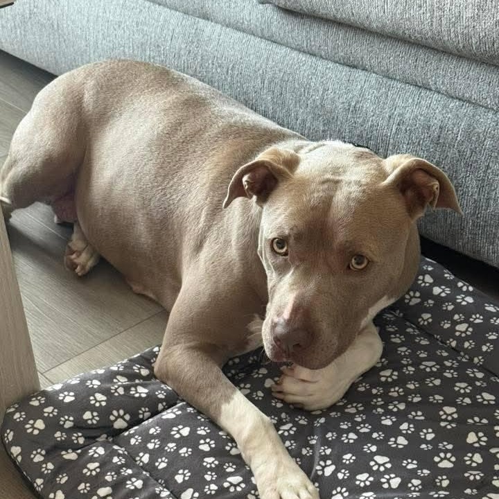 Puddin, a Adopted mixed breed in Hickory, NC image 6/6