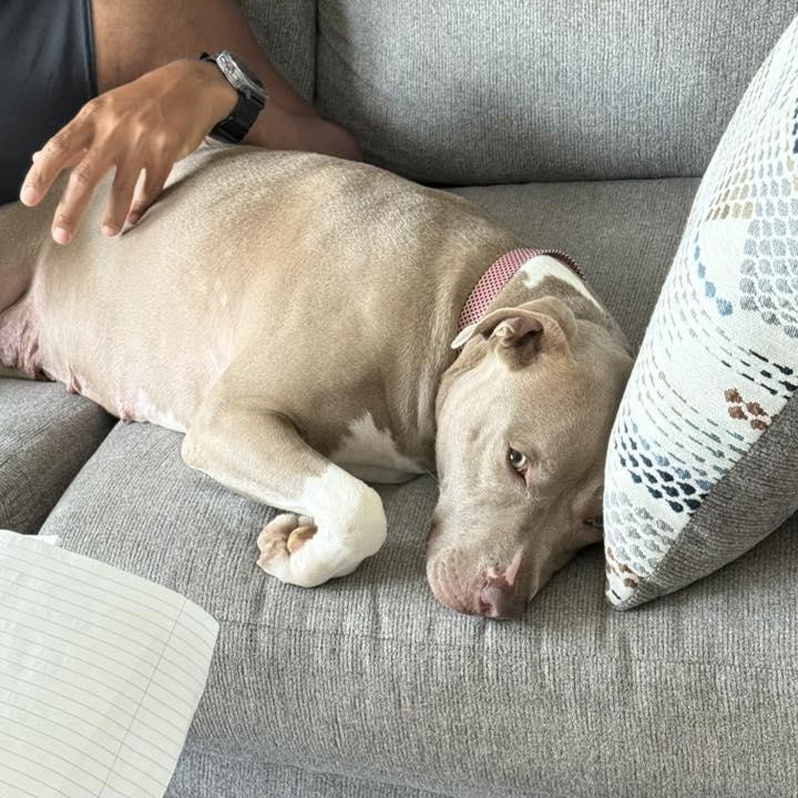 Puddin, a Adopted mixed breed in Hickory, NC image 3/6