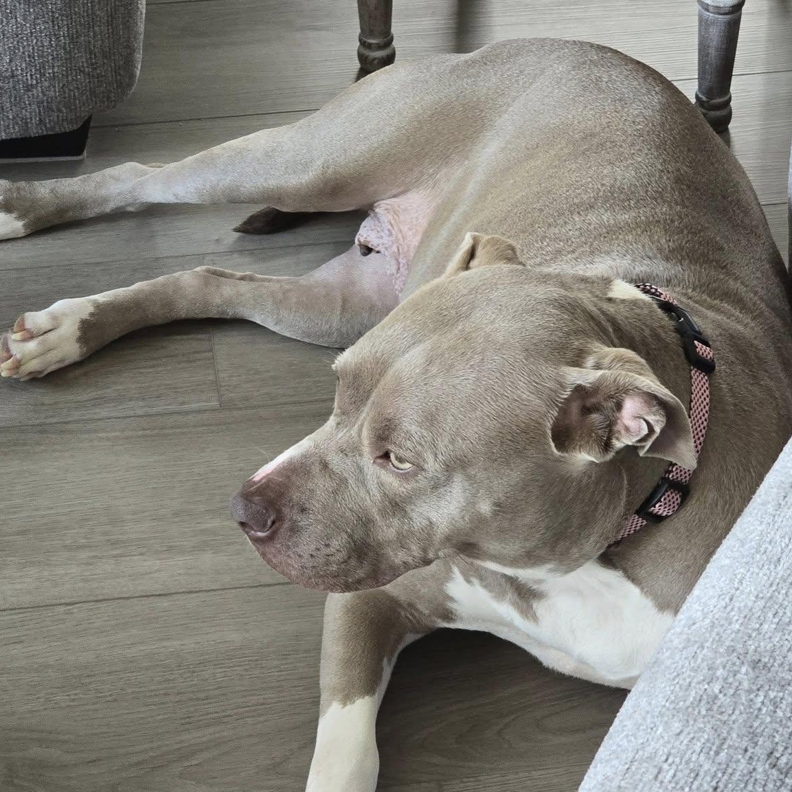 Puddin, a Adopted mixed breed in Hickory, NC image 5/6