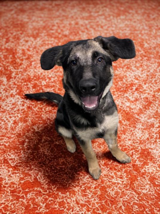 Enlarge THOR, a Adoptable German Shepherd Dog in Clinton Township, MI image 1/1