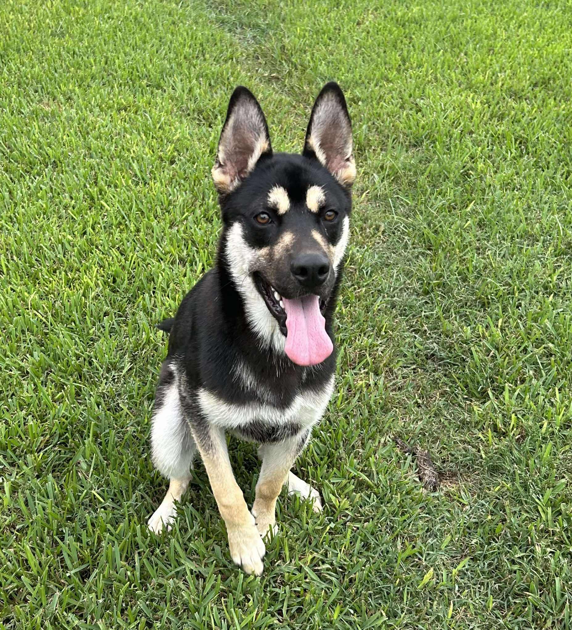 Charleston, Adoptable, Young Male Shepherd.