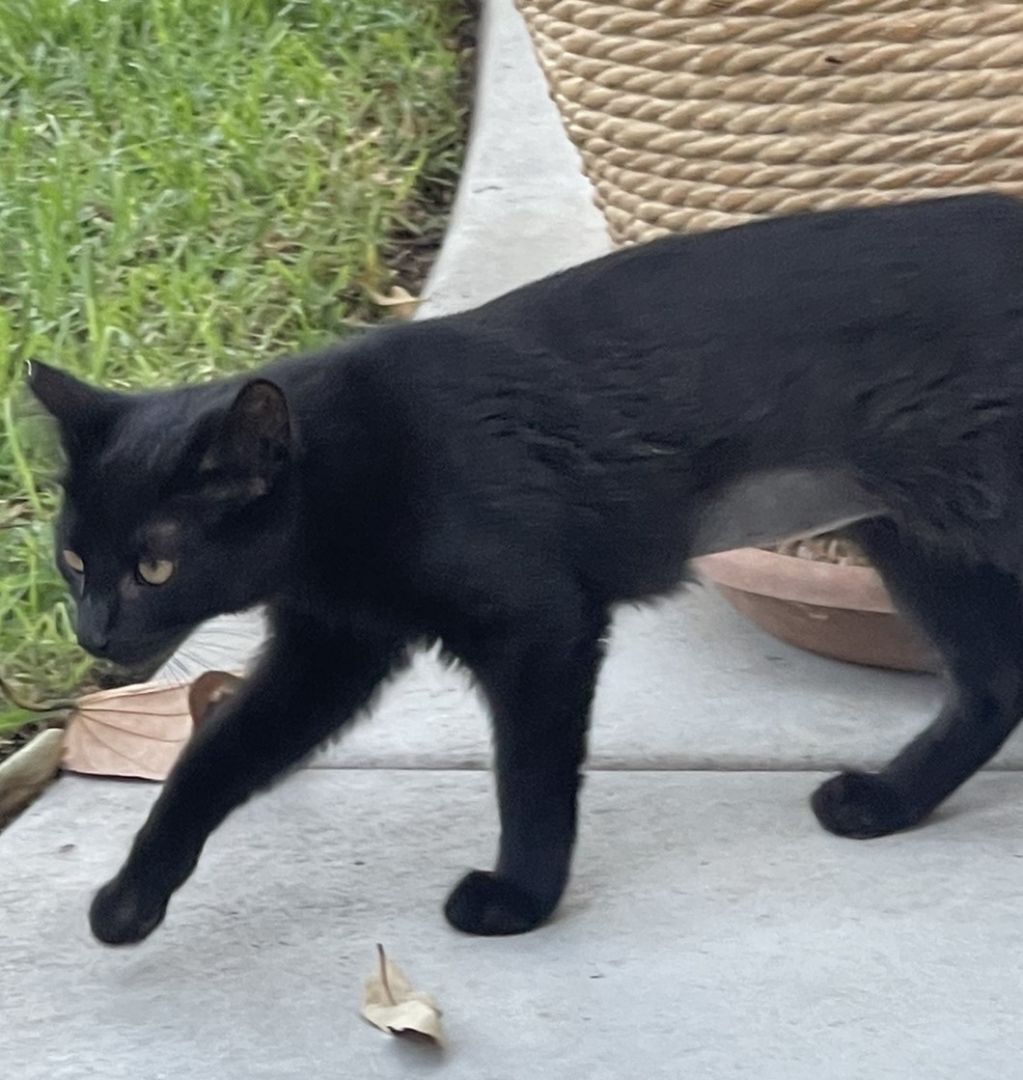 Lena, Adoptable, Young Female Domestic Short Hair & Bombay.