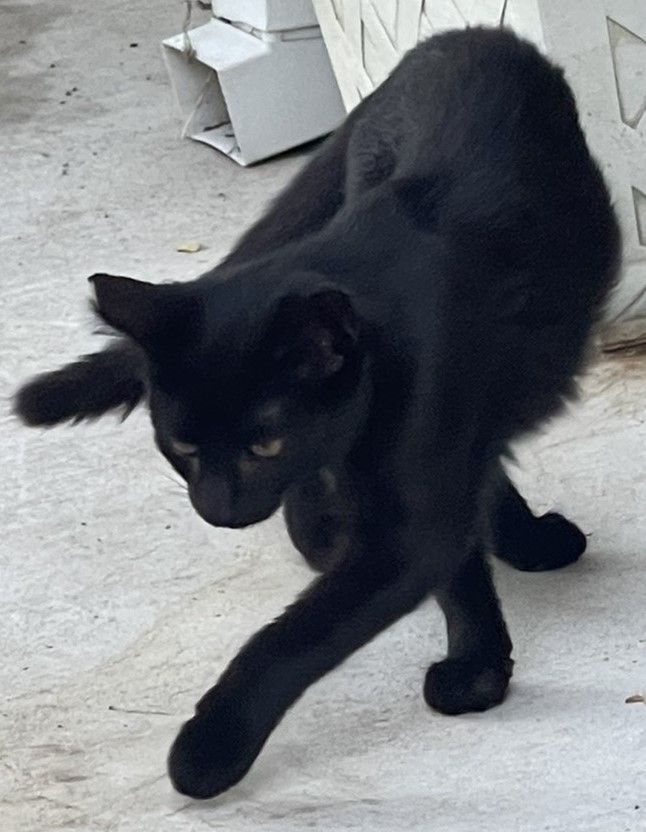 Lena, a Adoptable mixed breed in Pasadena, CA image 2/6