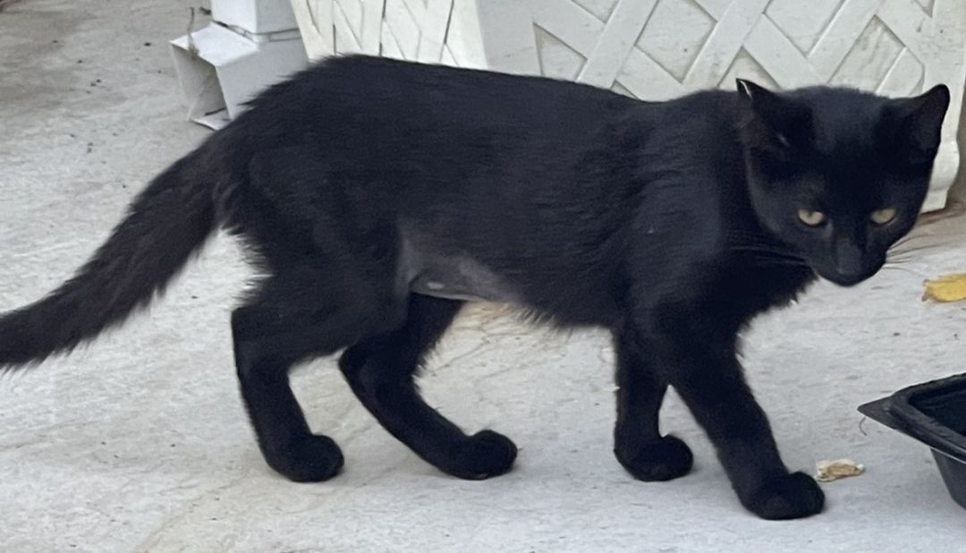 Lena, a Adoptable mixed breed in Pasadena, CA image 3/6